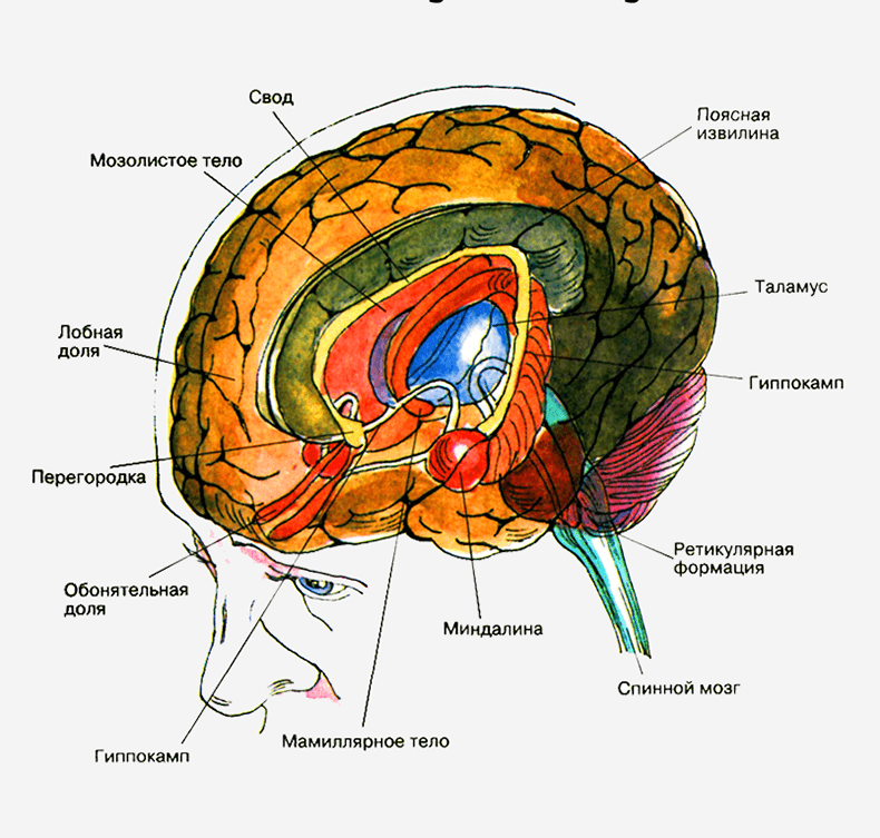 Снимки МРТ и КТ. Головной мозг
