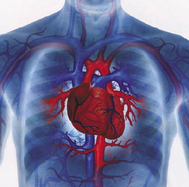 Снимки МРТ и КТ. Заболевания в кардиологии